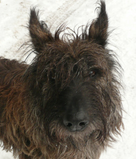 Berger Picard, Hollandse Herder, Hollndischer Schferhund, Aloha kakou