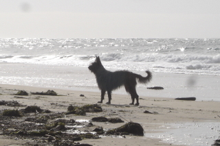 Berger Picard, Hollandse Herder, Hollndischer Schferhund, Aloha kakou