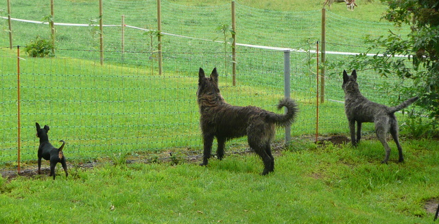 Berger Picard, Hollandse Herder, Hollndischer Schferhund, Zwergpinscher