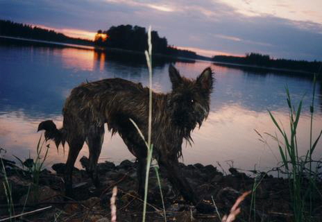 Berger Picard, Hollandse Herder, Hollndischer Schferhund, Aloha kakou