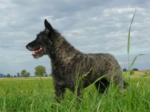 Berger Picard, Hollandse Herder, Holl�ndischer Sch�ferhund, Aloha kakou
