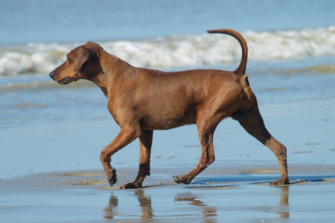 Berger Picard, Hollandse Herder, Holl�ndischer Sch�ferhund, Aloha kakou