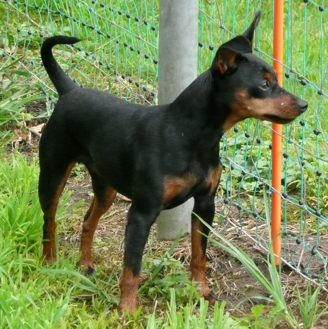 Berger Picard, Hollandse Herder, Holl�ndischer Sch�ferhund, Aloha kakou