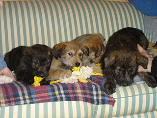 Berger Picard, Hollandse Herder, Holl�ndischer Sch�ferhund, Aloha kakou