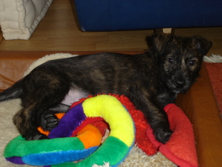 Berger Picard, Hollandse Herder, Holl�ndischer Sch�ferhund, Aloha kakou