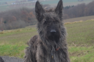 Berger Picard, Hollandse Herder, Holl�ndischer Sch�ferhund, Aloha kakou