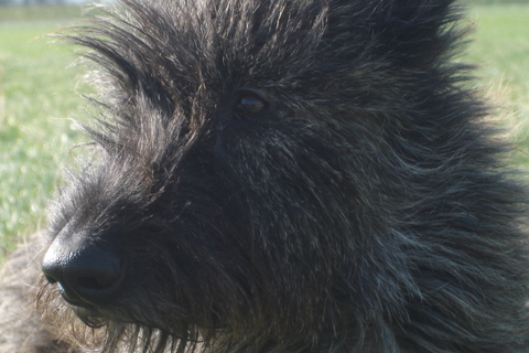 Berger Picard, Hollandse Herder, Holl�ndischer Sch�ferhund, Aloha kakou