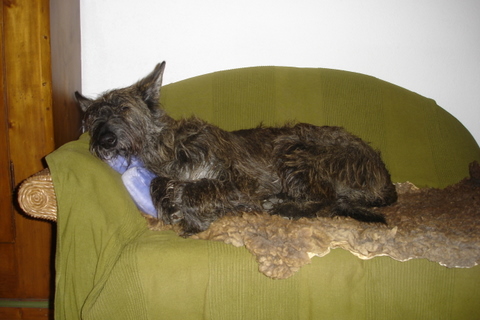 Berger Picard, Hollandse Herder, Holl�ndischer Sch�ferhund, Aloha kakou