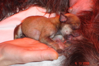 Berger Picard, Hollandse Herder, Holl�ndischer Sch�ferhund, Aloha kakou