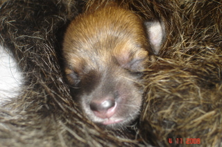 Berger Picard, Hollandse Herder, Holl�ndischer Sch�ferhund, Aloha kakou