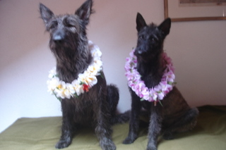 Berger Picard, Hollandse Herder, Holl�ndischer Sch�ferhund, Aloha kakou