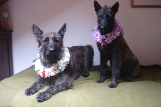Berger Picard, Hollandse Herder, Holl�ndischer Sch�ferhund, Aloha kakou