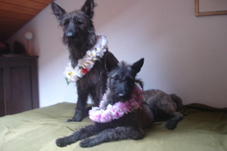 Berger Picard, Hollandse Herder, Holl�ndischer Sch�ferhund, Aloha kakou