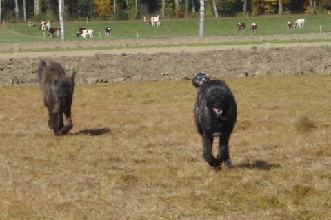 Berger Picard, Hollandse Herder, Holl�ndischer Sch�ferhund, Aloha kakou