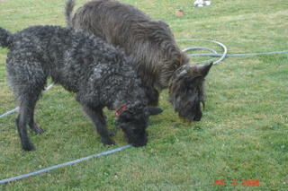Berger Picard, Hollandse Herder, Holl�ndischer Sch�ferhund,  Flynn und Bofin