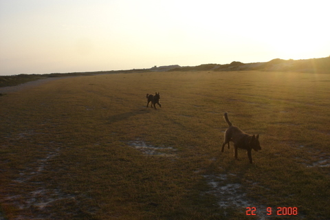 Berger Picard, Hollandse Herder, Holl�ndischer Sch�ferhund, Aloha kakou