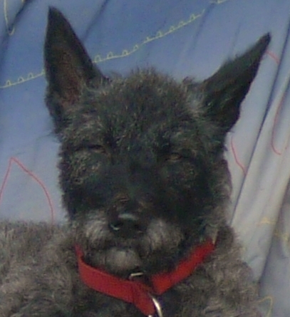 Hollandse Herder, Holl�ndischer Sch�ferhund,  Bofin