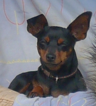Zwergpinscher,  Odell