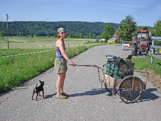 Berger Picard, Hollandse Herder, Holl�ndischer Sch�ferhund, Zwergpinscher, Aloha kakou
