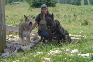 Berger Picard, Hollandse Herder, Holl�ndischer Sch�ferhund, Aloha kakou