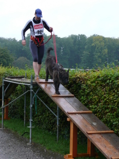 Berger Picard, Hollandse Herder, Holl�ndischer Sch�ferhund, Aloha kakou