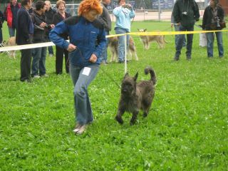 Berger Picard, Hollandse Herder, Holl�ndischer Sch�ferhund, Aloha kakou