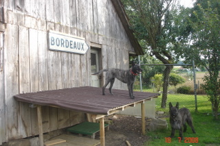 Berger Picard, Hollandse Herder, Holl�ndischer Sch�ferhund, Aloha kakou