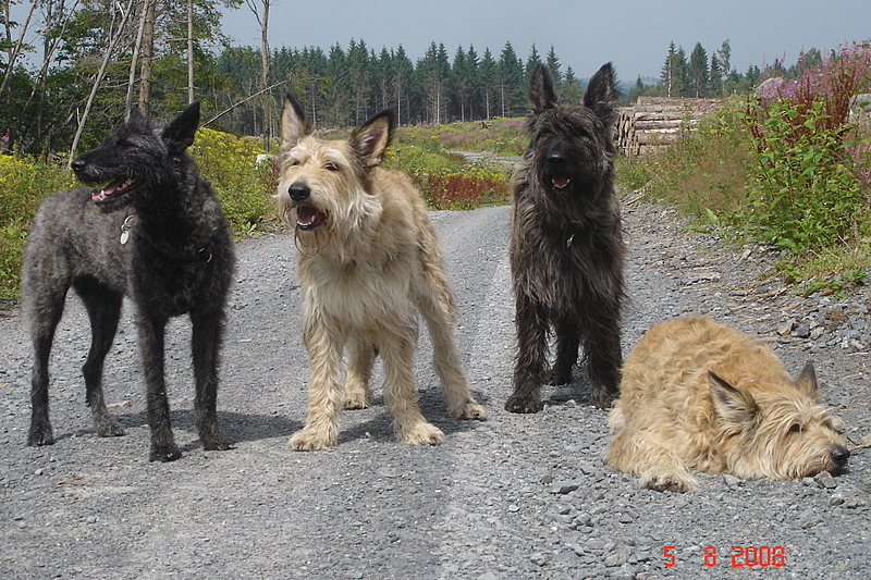 Berger Picard, Hollandse Herder, Holl�ndischer Sch�ferhund, Aloha kakou