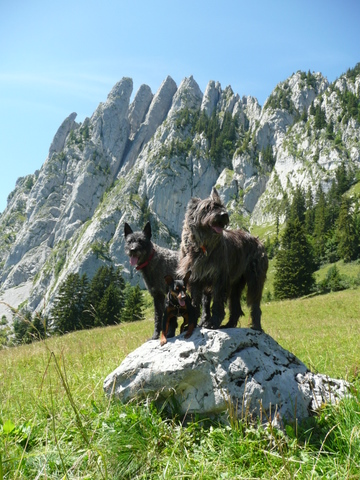 Berger Picard. Hollandse Herder, Holl�ndischer Sch�ferhund, Zwergpinscher, Aloha kakou