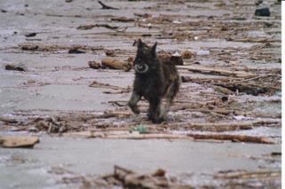 Berger Picard, Hollandse Herder, Holl�ndischer Sch�ferhund, Aloha kakou
