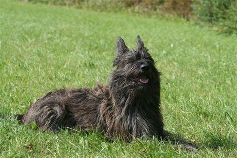 Berger Picard, Hollandse Herder, Holl�ndischer Sch�ferhund, Aloha kakou