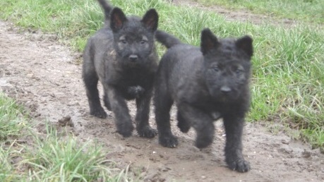 Berger Picard, Hollandse Herder, Holl�ndischer Sch�ferhund, Aloha kakou