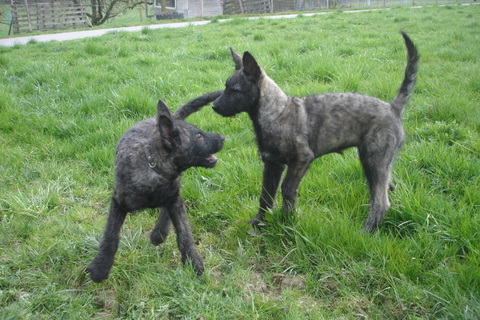 Berger Picard, Hollandse Herder, Holl�ndischer Sch�ferhund, Aloha kakou