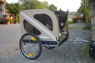 Berger Picard, Hollandse Herder, Holl�ndischer Sch�ferhund, Aloha kakou