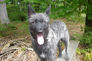 Berger Picard, Hollandse Herder, Holl�ndischer Sch�ferhund, Aloha kakou