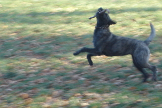 Berger Picard, Hollandse Herder, Holl�ndischer Sch�ferhund, Aloha kakou