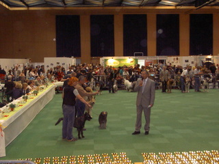 Berger Picard, Hollandse Herder, Holl�ndischer Sch�ferhund, Aloha kakou