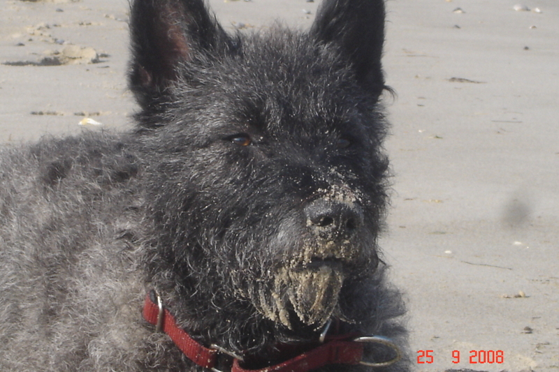 Berger Picard, Hollandse Herder, Holl�ndischer Sch�ferhund, Aloha kakou