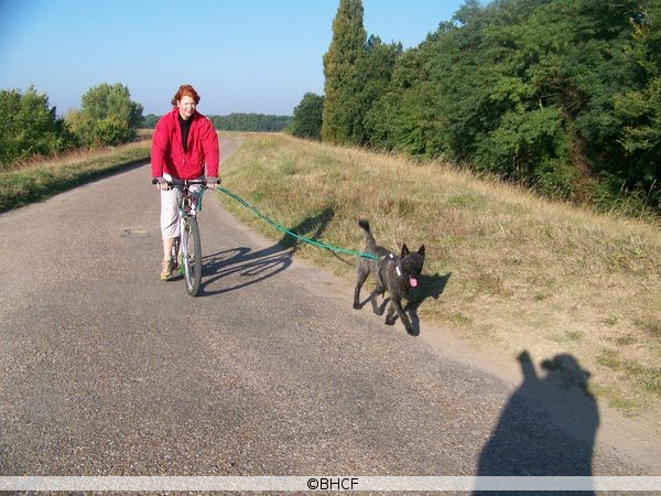 Berger Picard, Hollandse Herder, Holl�ndischer Sch�ferhund, Aloha kakou