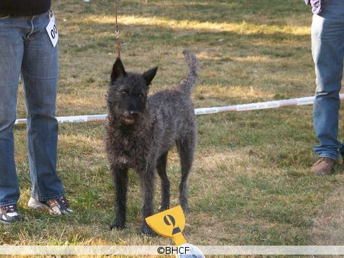 Berger Picard, Hollandse Herder, Holl�ndischer Sch�ferhund, Aloha kakou