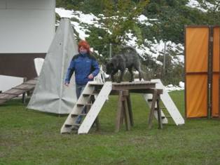 Berger Picard, Hollandse Herder, Holl�ndischer Sch�ferhund, Aloha kakou