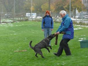 Berger Picard, Hollandse Herder, Holl�ndischer Sch�ferhund, Aloha kakou
