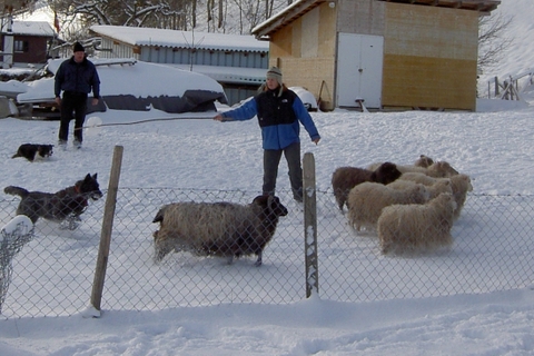 Berger Picard, Hollandse Herder, Holl�ndischer Sch�ferhund, Aloha kakou