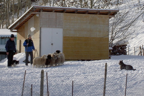 Berger Picard, Hollandse Herder, Holl�ndischer Sch�ferhund, Aloha kakou