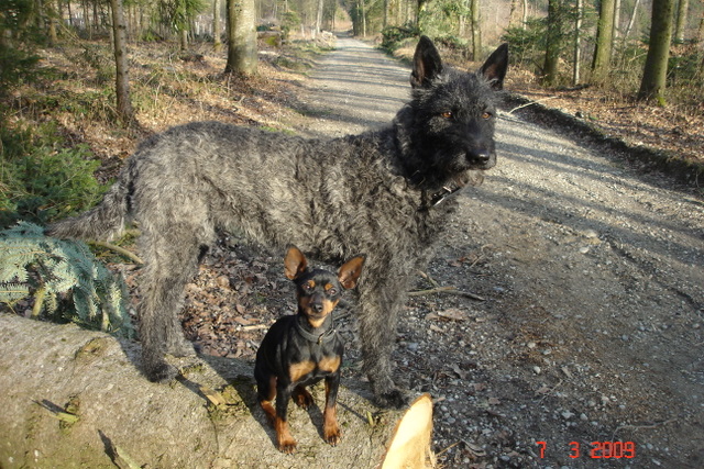 Hollandse Herder, Holl�ndischer Sch�ferhund, Zwergpinscher, Aloha kakou