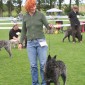 Hollandse Herder, Holl�ndischer Sch�ferhund, Aloha kakou