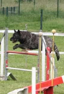 Hollandse Herder, Holl�ndischer Sch�ferhund, Aloha kakou