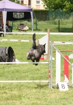 Hollandse Herder, Holl�ndischer Sch�ferhund, Aloha kakou