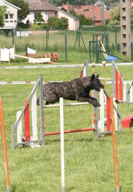 Hollandse Herder, Holl�ndischer Sch�ferhund, Aloha kakou