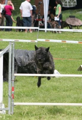 Hollandse Herder, Holl�ndischer Sch�ferhund, Aloha kakou